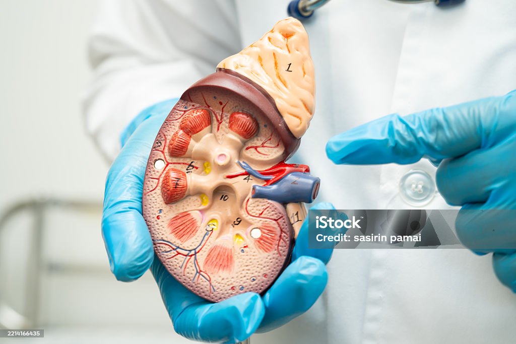 فحص وظائف الكلى